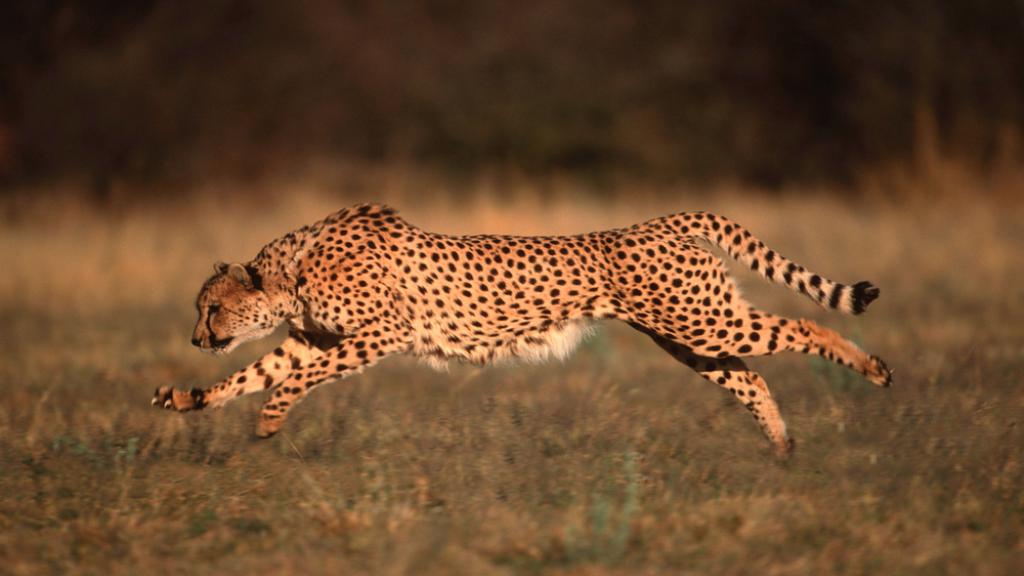 Cheetah Acinonyx jubatus Can run up to speeds of up to 120 km/hr over short distances. Africa & Middle East