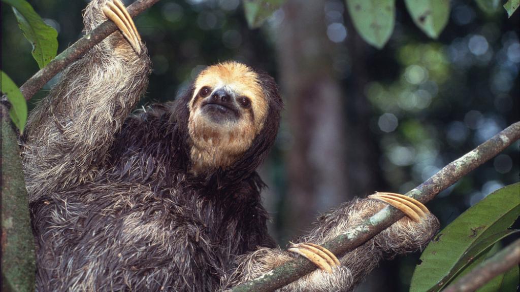 Bradypus tridactylus Pale-throated sloth Saved from flooding forest as the area behind the Petit Saut Dam filled-up. French Guiana