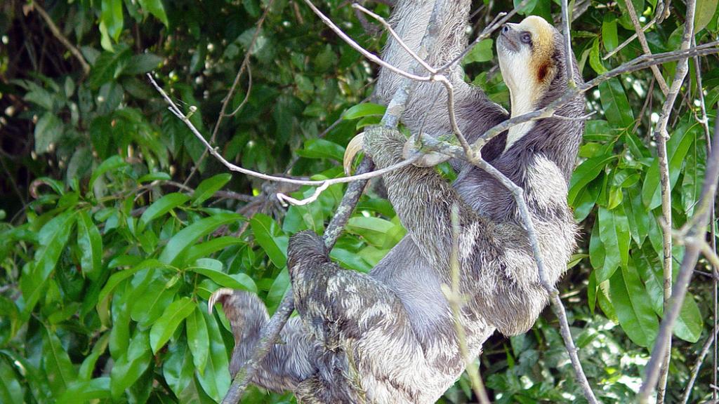 Sloth (Order Xenarthra), in the WWF-Brazil Expedition to the National Park Montanhas do Tumucumaque, Amapá, Brazil.