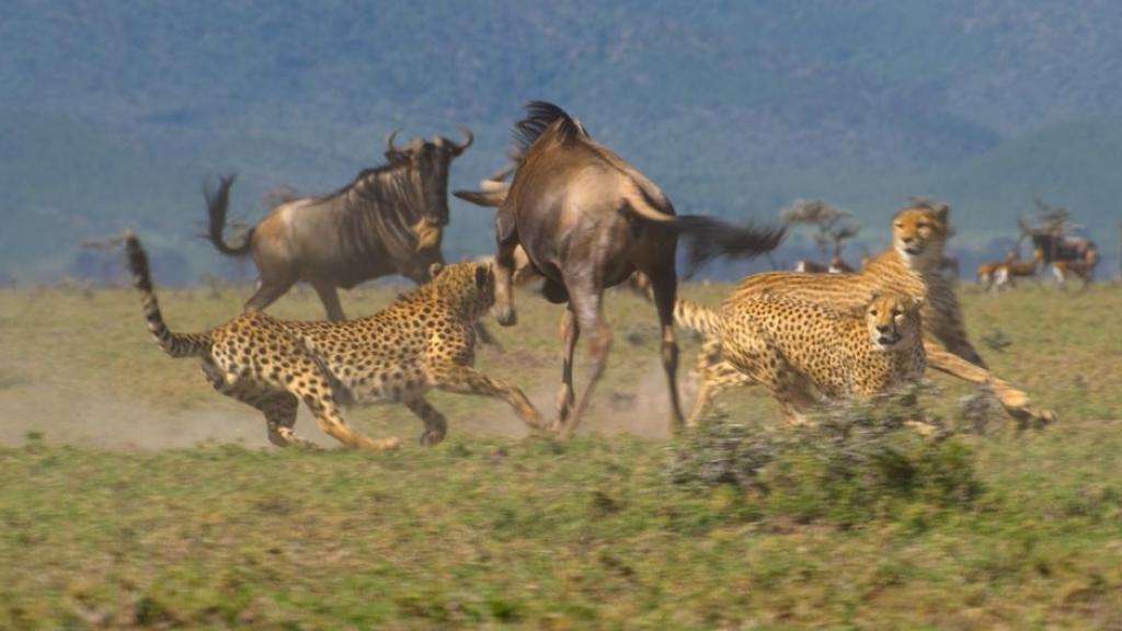 Three out of coalition of five male cheetah, hunting wildebeest on the plains of the Masai Mara Game Reserve, Kenya.