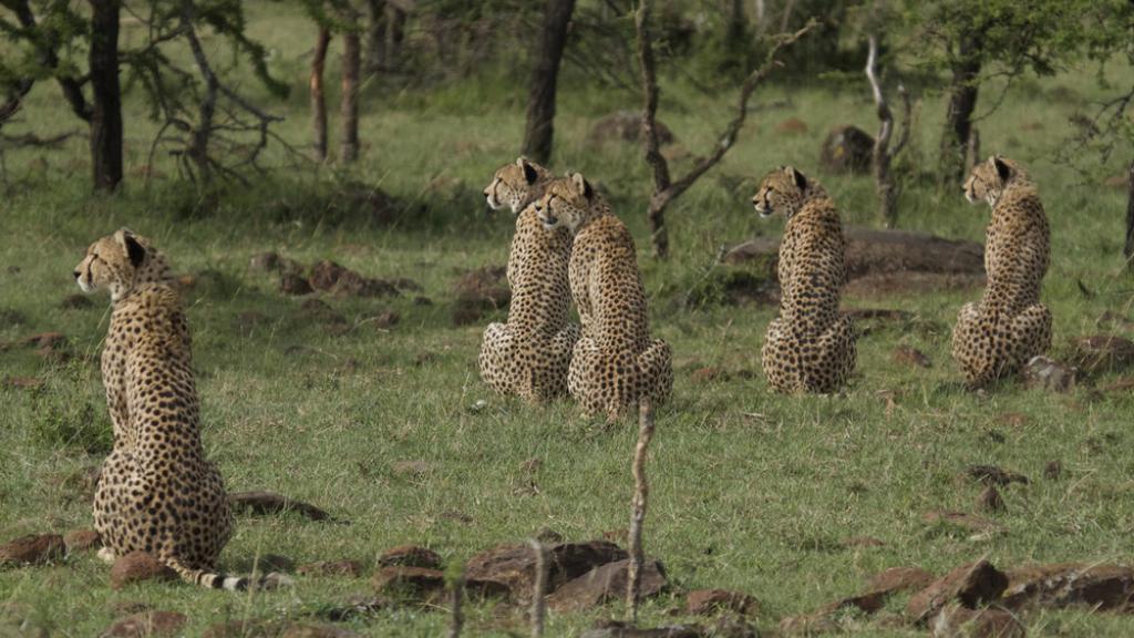 Five male cheetah, Masai Mara Game Reserve, Kenya. This coalition of 5 male cheetah is one of the largest ever seen. By ganging together they are able to dominate a large territory as well as hunt more successfully.