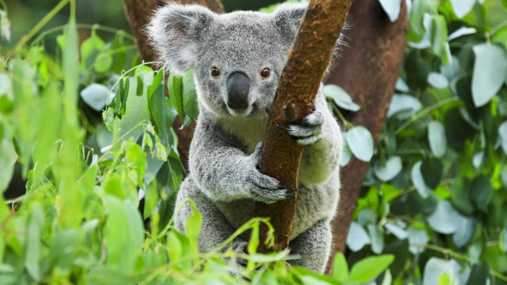 Koala (Phascolarctos cinereus) in a tree