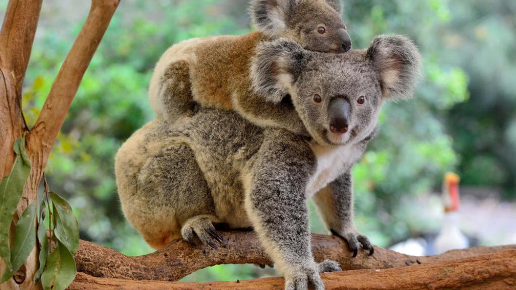 Mother koala (Phascolarctos cinereus) with joey on her back, on eucalyptus tree.