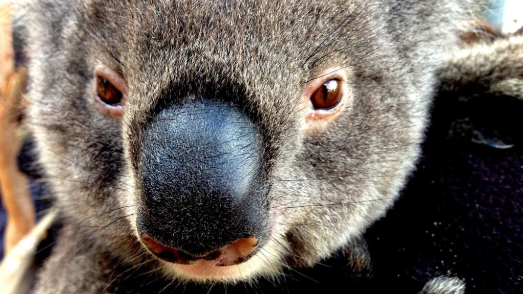 Close-up of a koala (Phascolarctos cinereus).