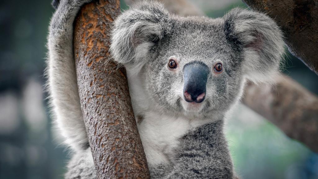 A Koala hugging a tree 