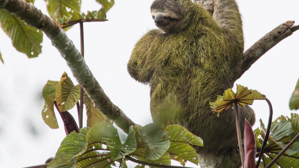 Brown-throated sloth (Bradypus variegatus) in a tree near the Savegre Mountain Hotel Biological Reserve, Costa Rica