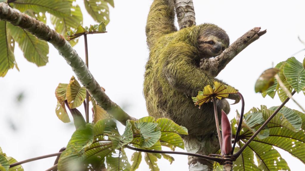 Brown-throated sloth (Bradypus variegatus) in a tree near the Savegre Mountain Hotel Biological Reserve, Costa Rica