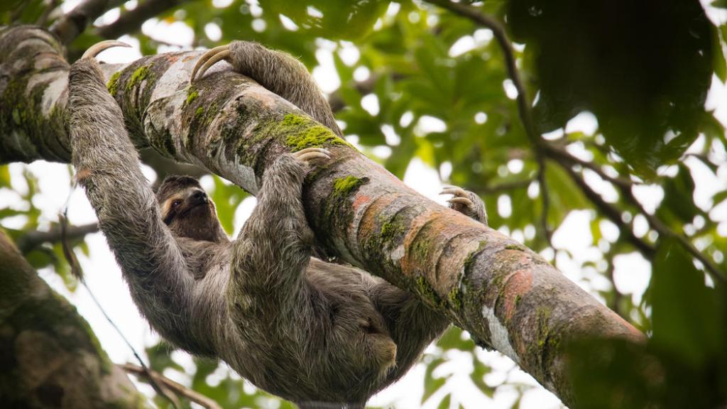 A brown-throated sloth climbing a tree