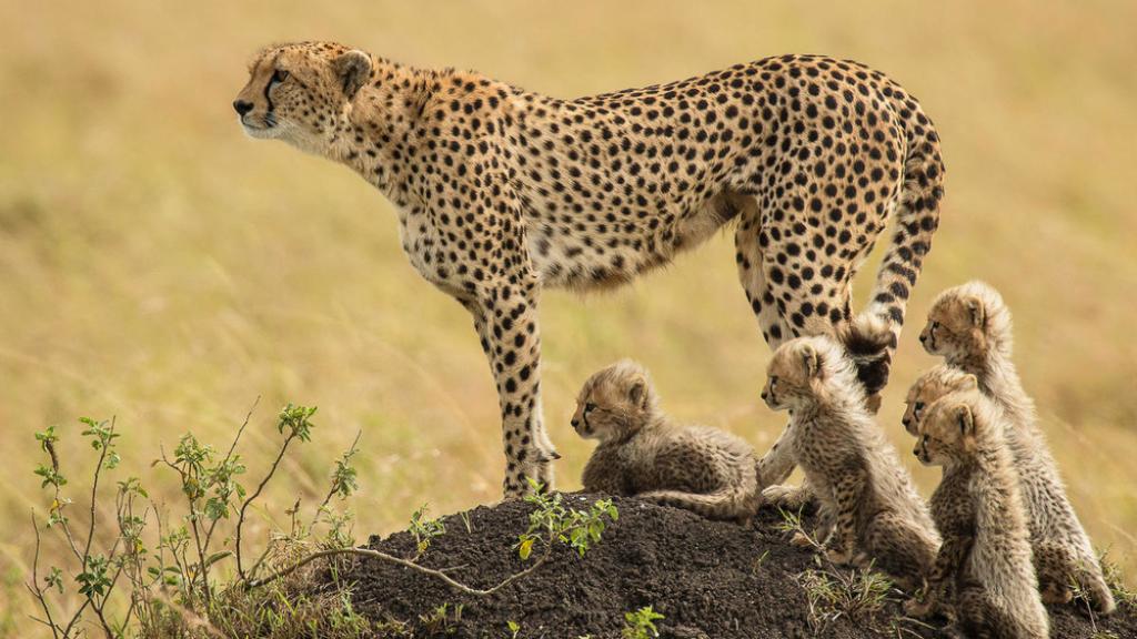 Mother Cheetah and her cubs