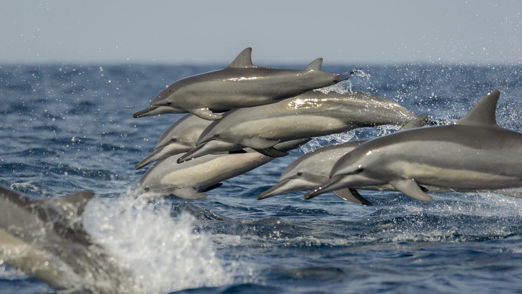 A pod of long snouted spinner dolphins ( Stenella longirostris ) break the water. Kalpitiya, Sri Lanka