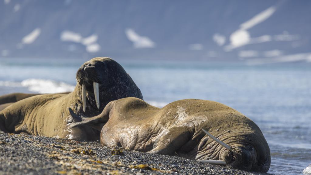 Haul out of walrus in Svalbard, Norway