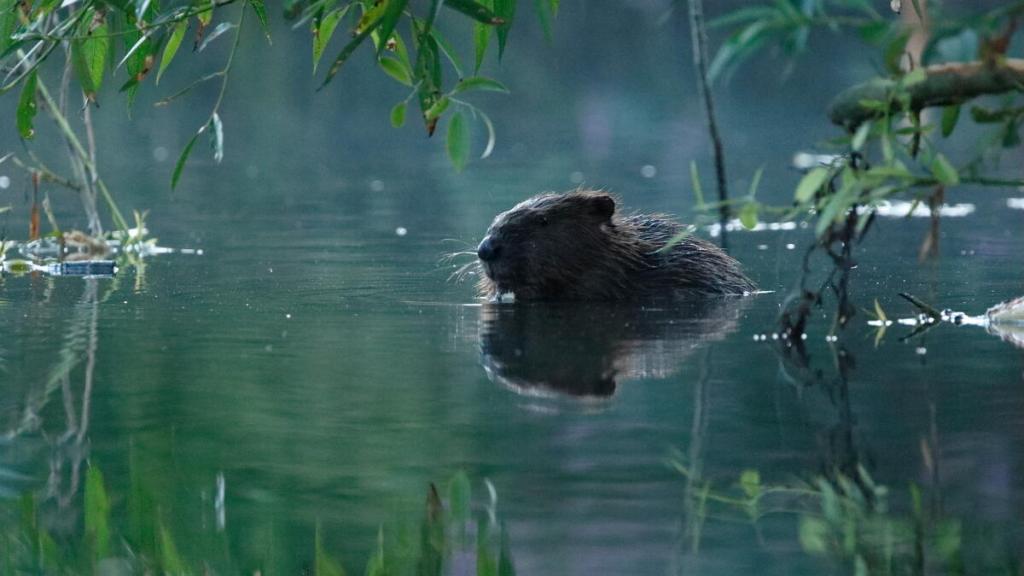 Eurasian beaver (Castor fiber) framed by willow leaves in early morning light, Somerset, UK.