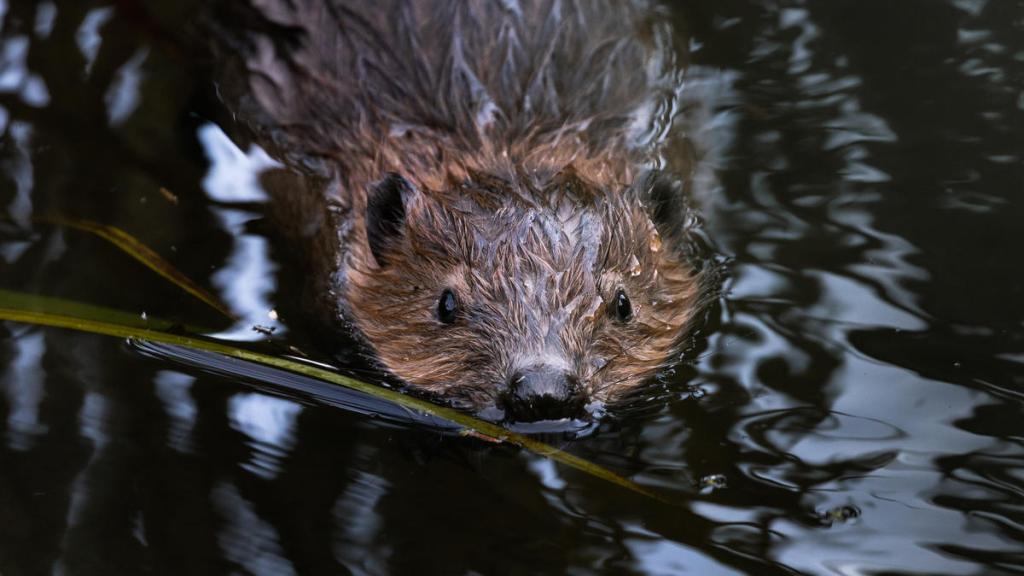 Beaver (Castor) swimming through the small river. Germany.