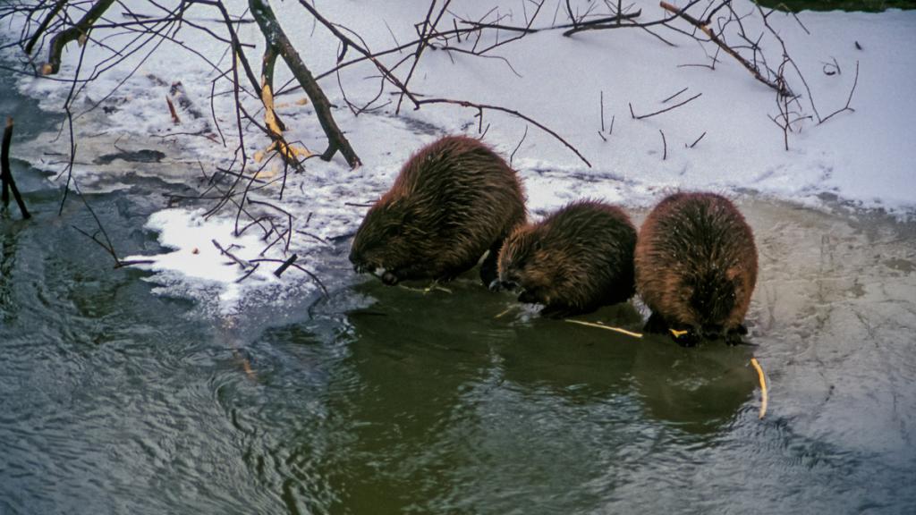 Beavers (Castor fiber) Protected Area Morava Alluvium, Slovakia