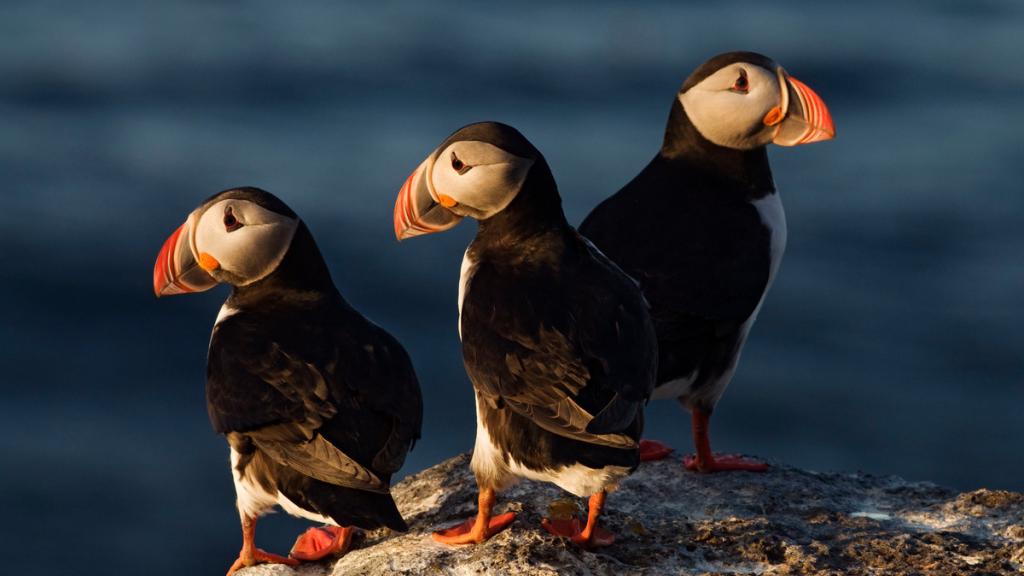 Atlantic puffins Langanes peninsula Iceland