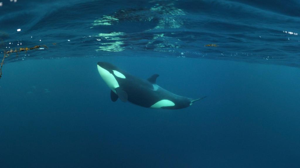 Killer whale / Orca (Orcinus orca) just below the surface, Kristiansund, Nordmore, Norway