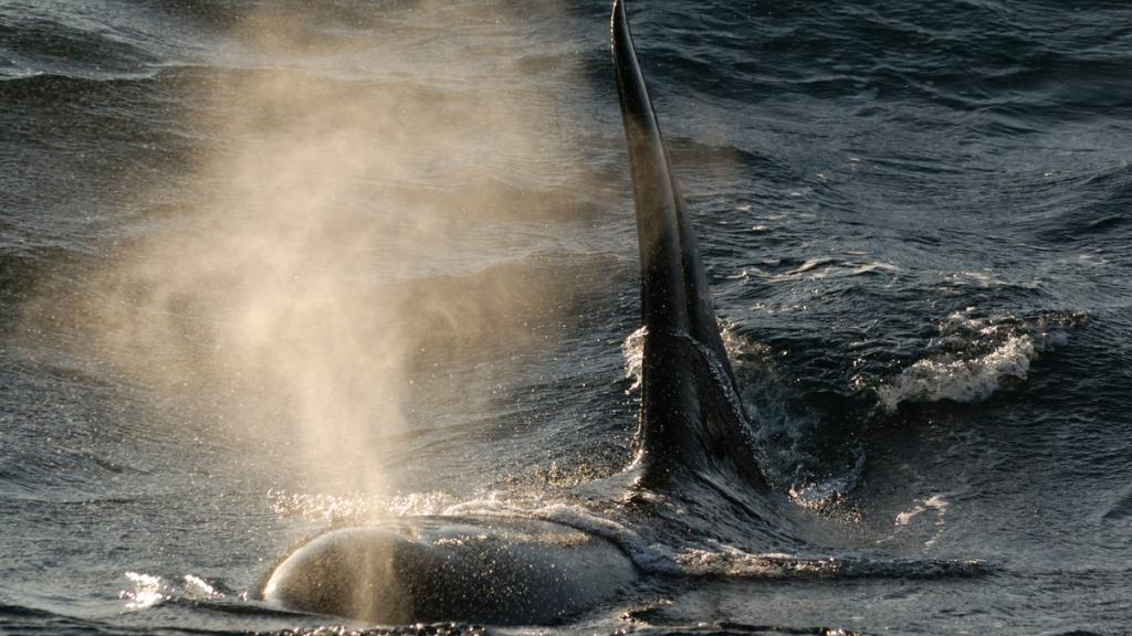 Killer whale / Orca (Orcinus orca) blowing at surface, Kristiansund, Nordmore, Norway
