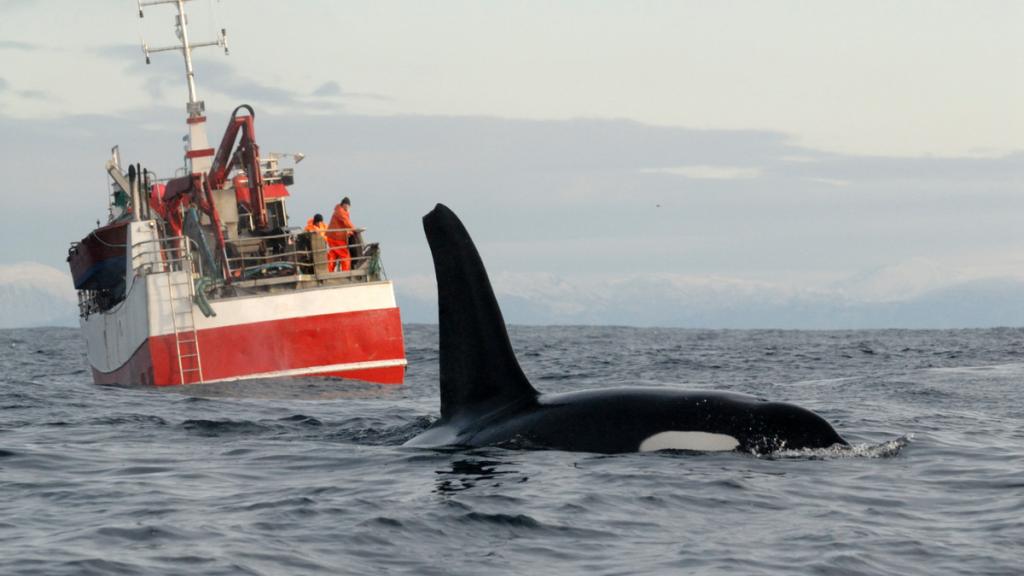 Killer whale / Orca (Orcinus orca) at surface in front of a herring fishing boat, Kristiansund, Nordmore, Norway