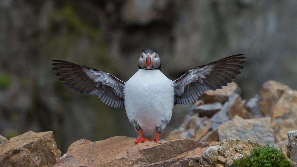 Atlantic puffin (Fratercula arctica) on Svalbard Islands, Norway