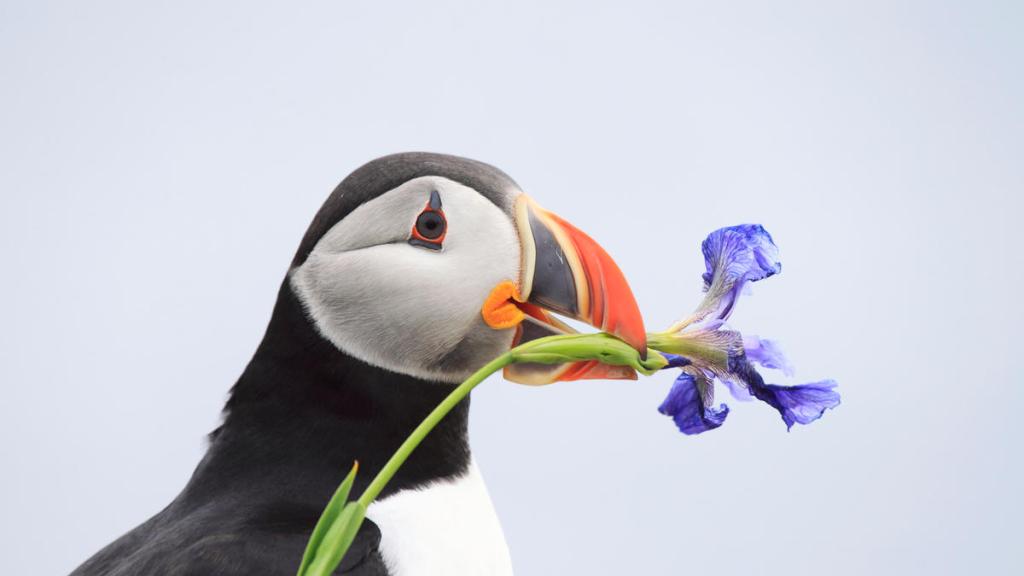 Atlantic puffin (Fratercula arctica) holding a flower on the Bonavista Peninsula, Newfoundland, Canada