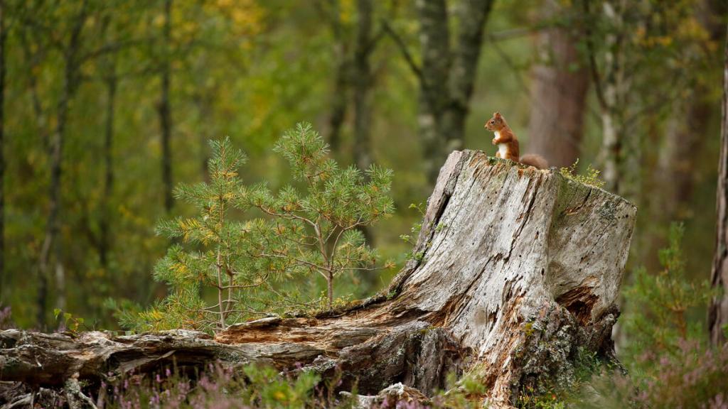 Red Squirrel (Sciurus vulgaris) in summer in woodland habitat, Cairngorms National Park, Scotland, UK
