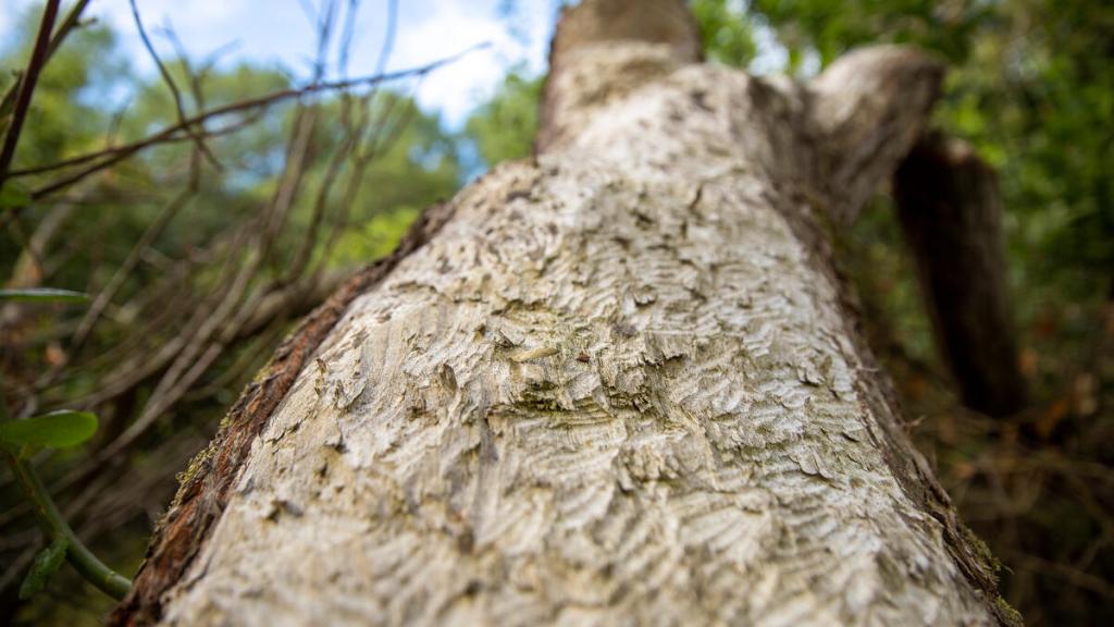 Signs of beaver activity within Norfolk Rivers Trust's beaver enclosure near Bodham, in Norfolk, UK. Beavers like to eat the soft inner bark of trees, so bark chippings, gnawed wood and even felled trees can all be signs of busy beavers.