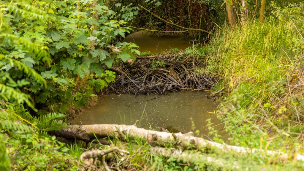 Beaver damming activity recorded within Norfolk Rivers Trust's beaver enclosure near Bodham, Norfolk, UK. Beavers feel safer from predators when they have deep water to swim in, so they build dams to control water levels. These dams consist of branches, sticks and twigs pushed up against the mud, creating separated pools of varying depths.