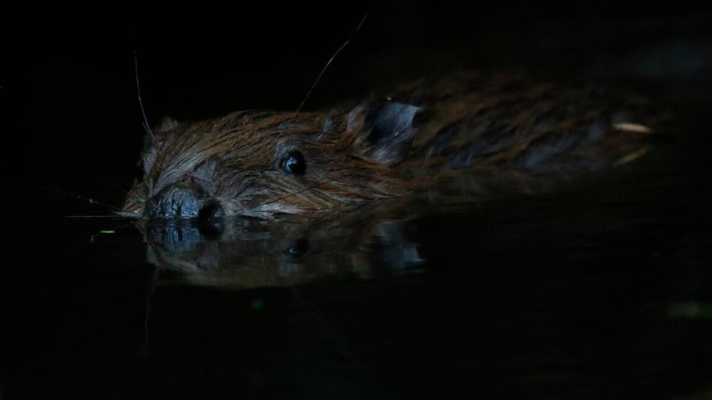 Eurasian beaver (Castor fiber) in shadows, Somerset, UK.