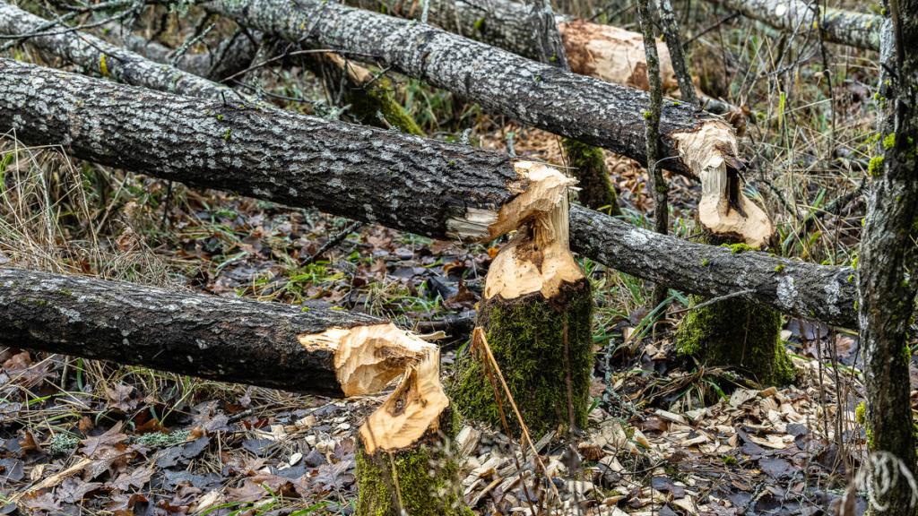 Beaver felled aspen trees, along Dalälven.
