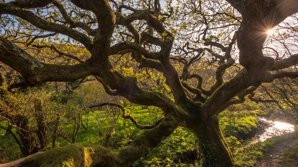 Ancient oak tree (Quercus robur), Marsland Mouth, Devon Wildlife Trust, Devon, UK.