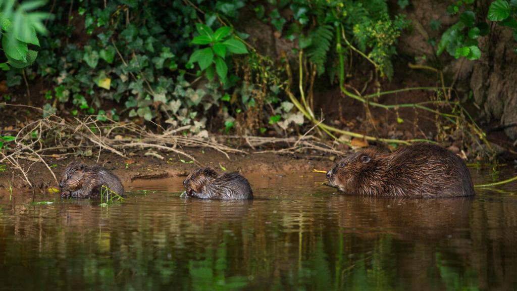 Beaver (Castor fibre) female feeding on willow bark with her two kits, River Otter, Devon, England, UK, July.