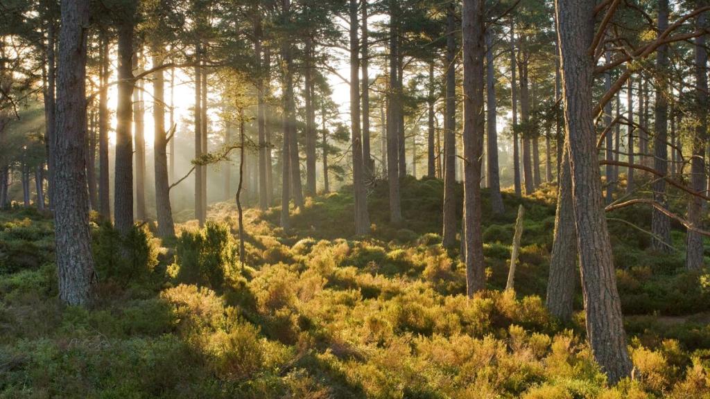 Caledonian pine wood, Abernethy Forest, Cairngorms National Park, Scotland, UK