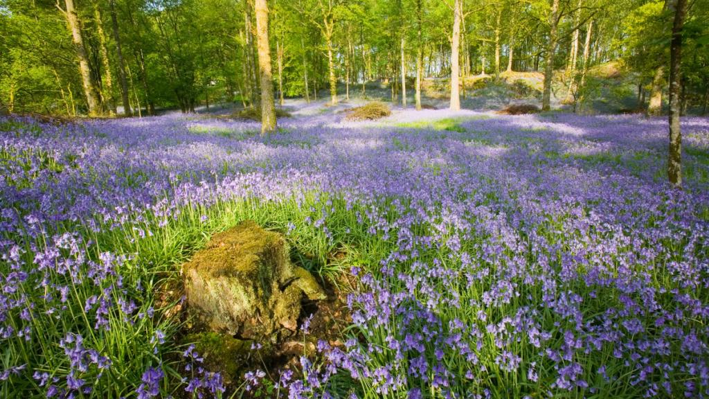 Bluebells in a woodland near Ambleside, UK. Like many wild flowers they are starting to bloom earlier due to rising temperatures.