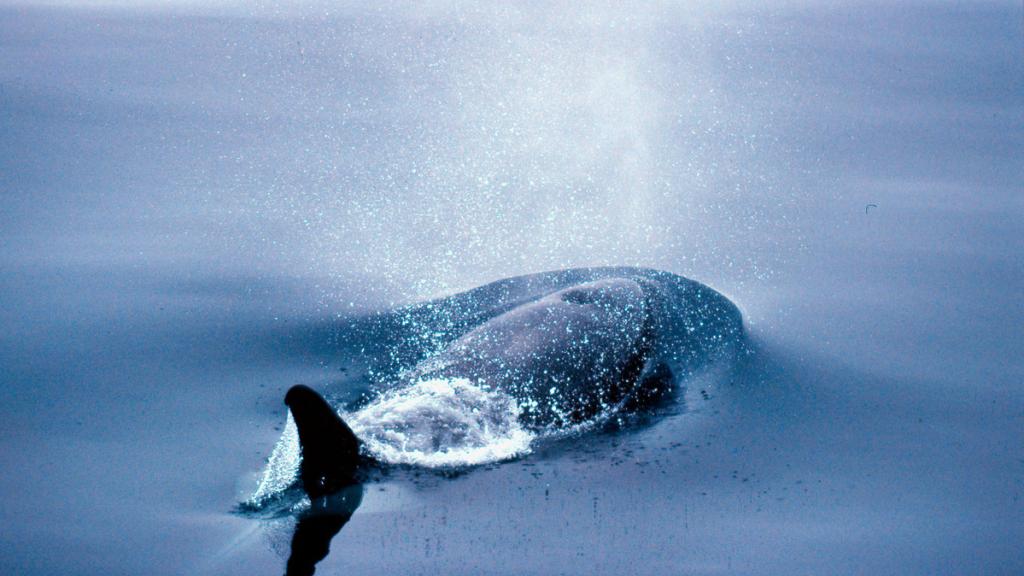 Orcinus orca Killer whale Off the coast of Kamchatka Peninsula, Russian Federation