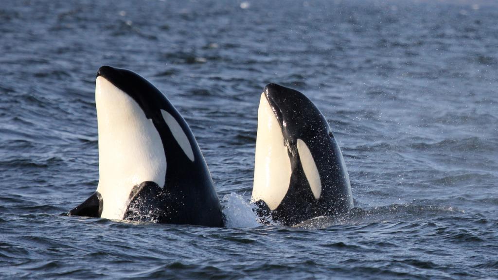 Close up of two northern resident Killer whales (Orcinus orca) surfacing in the waters off the central coast of British Columbia, Canada