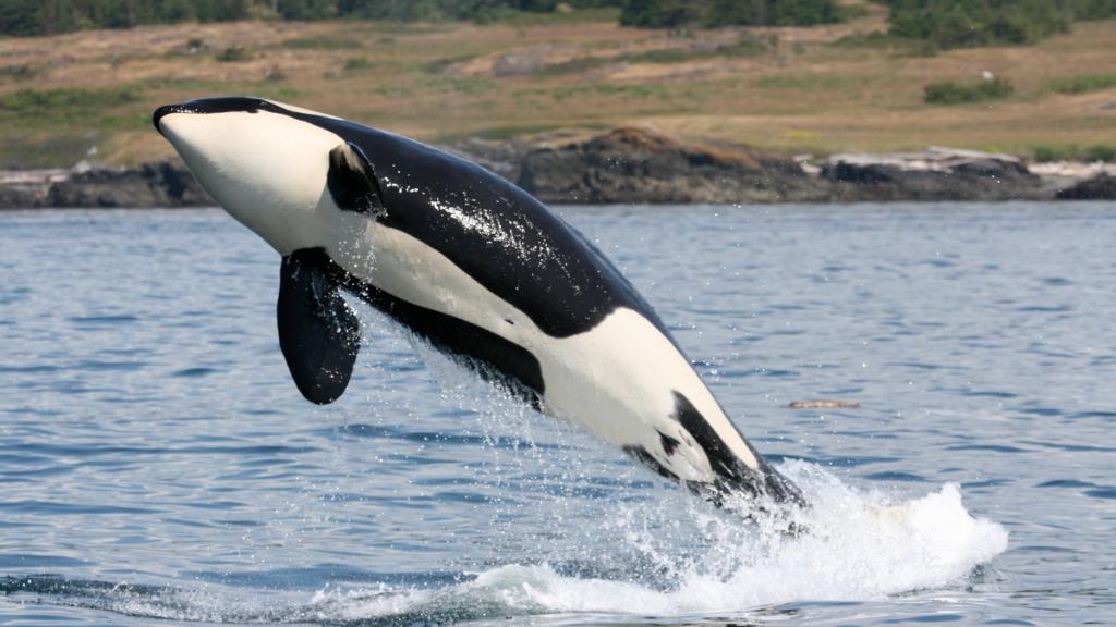 A southern resident Killer whale (Orcinus orca) leaping out of the waters of Haro Strait, British Columbia, Canada