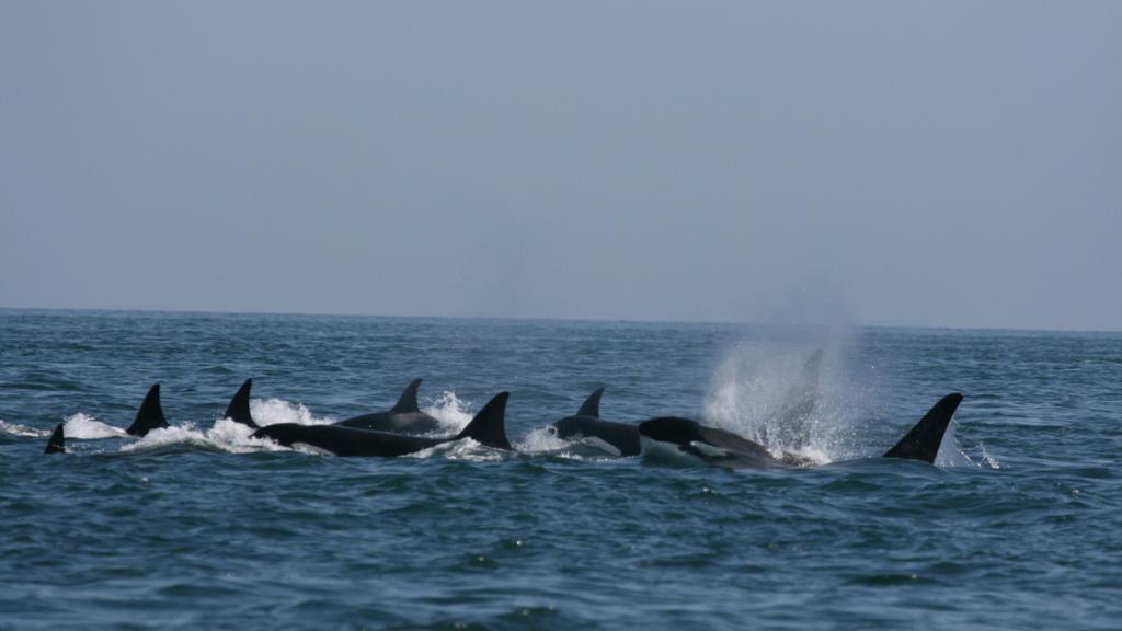 A pod of transient Killer whales (Orcinus orca) moving through the Haro Strait, British Columbia, Canada