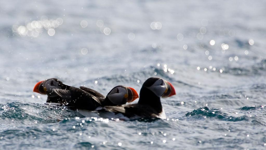 Puffins (Fratercula arctica) 'Voyage for the future', Spitsbergen bay, (Svalbard) arctic archipelago, Norway.