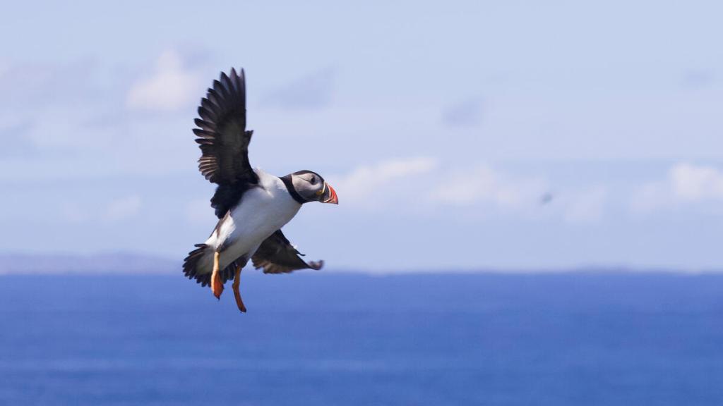 Puffin in flight in Scotland