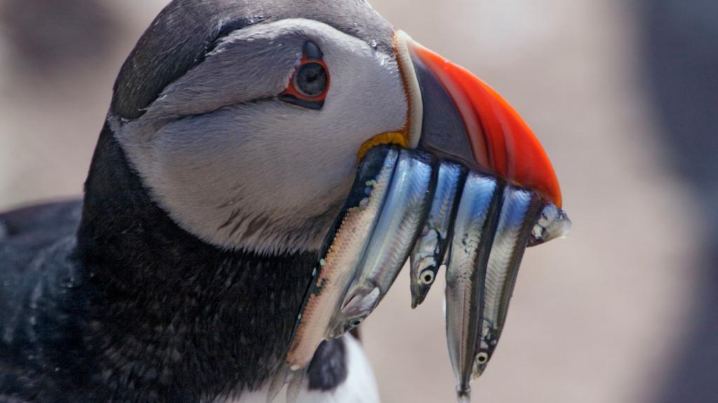Puffin with fish in beak
