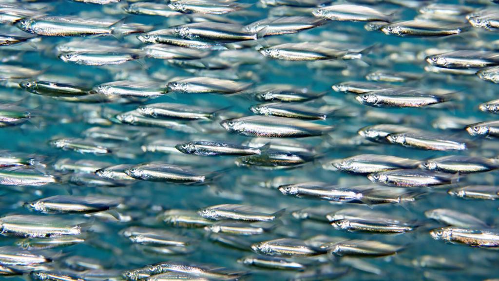 Schooling European sprat