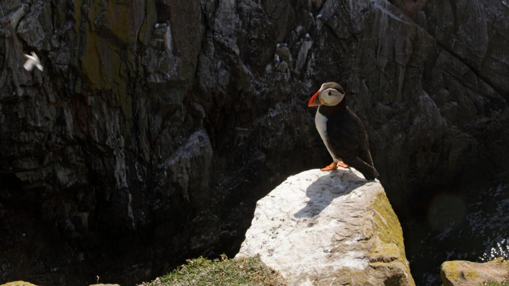 Puffin (Fratercula arctica) standing on rock on cliff, Saltee Islands, County Wexford, Ireland, June 2009