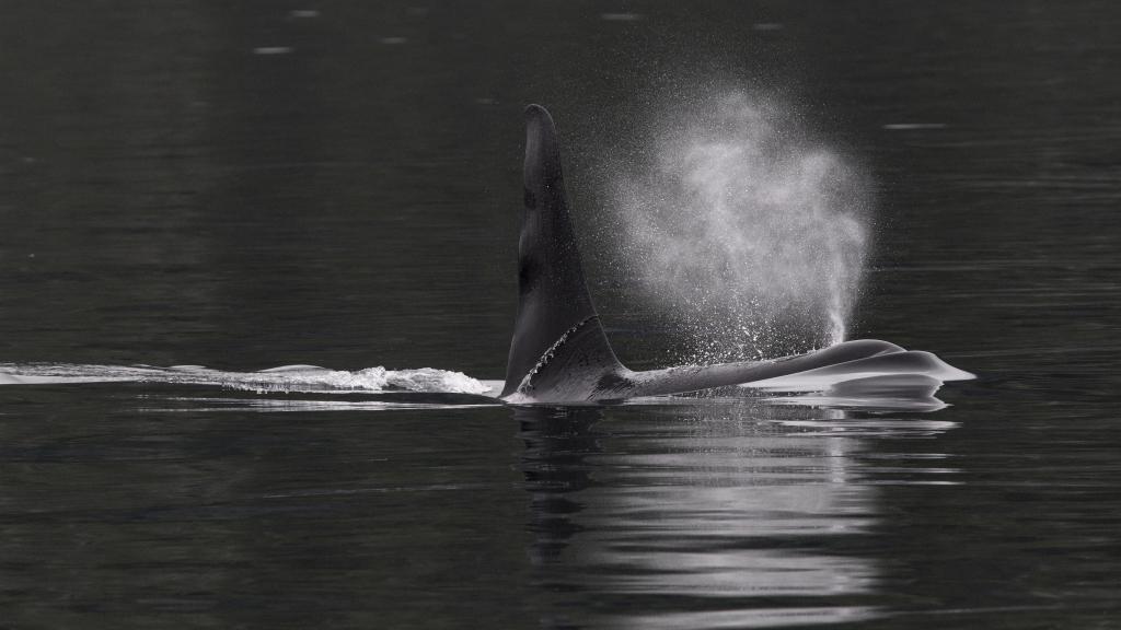 A bull Orca / Killer Whale (Orcinus orca) surfacing in Shetland, UK, showing his huge dorsal fin - which some individuals can grow to 6 feet in height. Photo by Hugh Harrop.