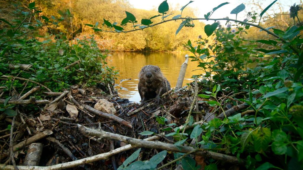 Eurasian beaver (Castor fiber) kit on dam, Cornwall, UK