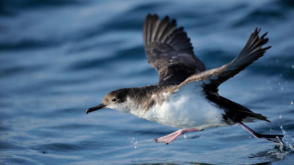 Manx Shearwater (Puffinus puffinus) taking off from the sea, of the south coast of Anglesey, North Wales, UK