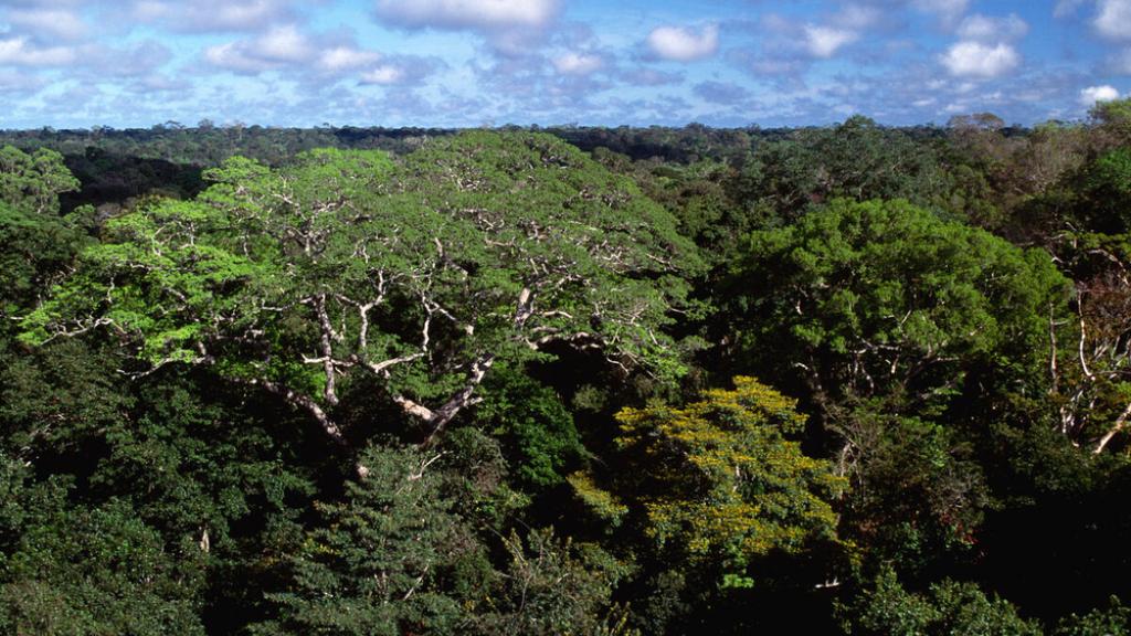 Amazon upland rainforest with (Dinizia excelsa) tree, Caxiuana NF, Para, Brazil
