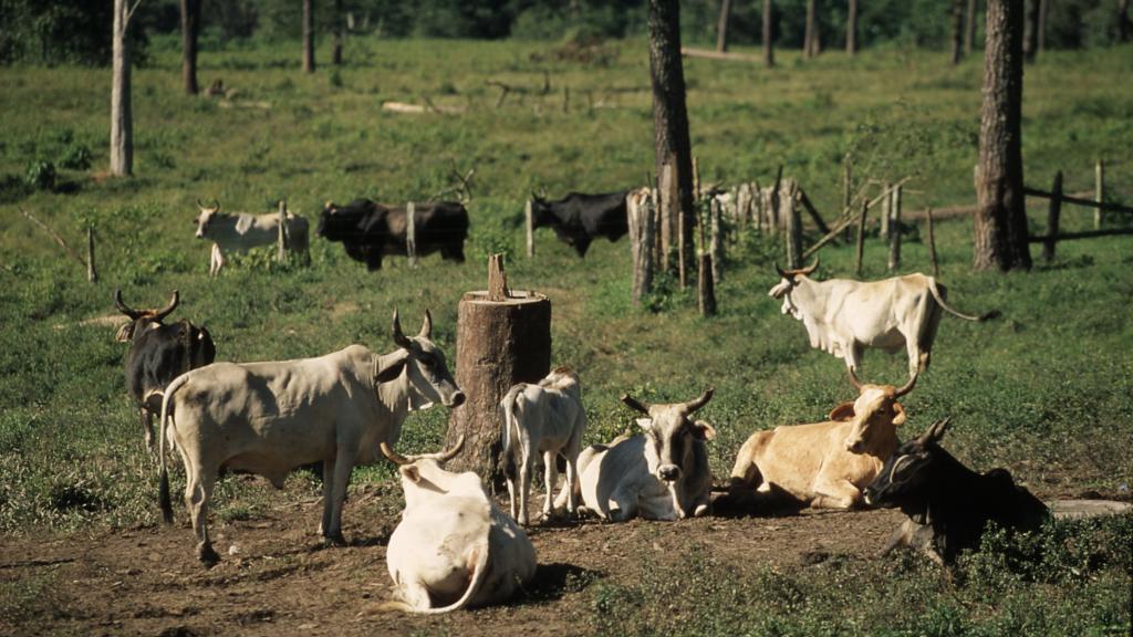 Amazon, Brazil, near the Venezuelan frontier. Tropical rainforest, deforestation. Land which has been systematically deforested and logged then given over to cattle ranching.
