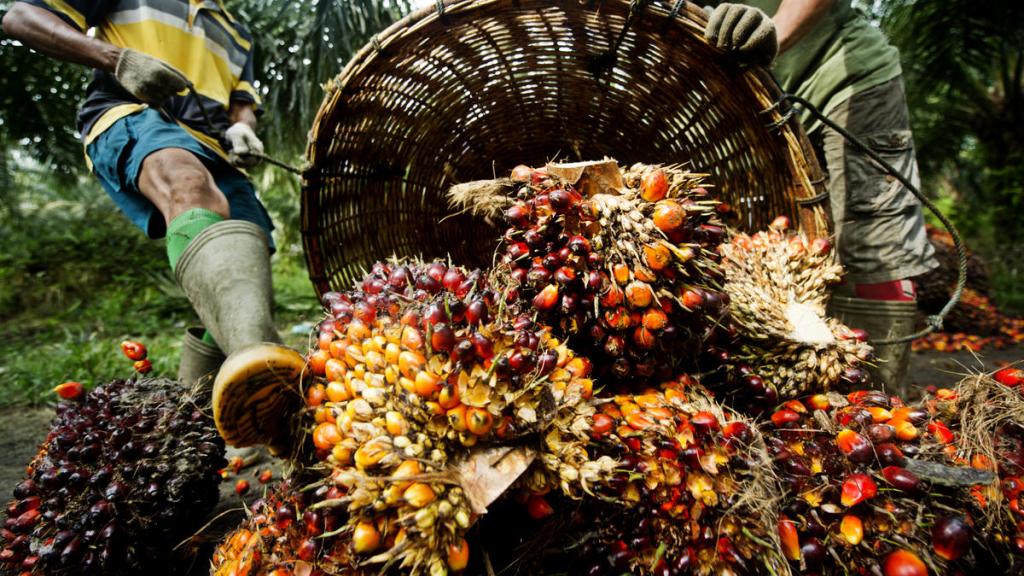 Palm Oil - palm fruit, having been harvested is piled up in order to be weighed.