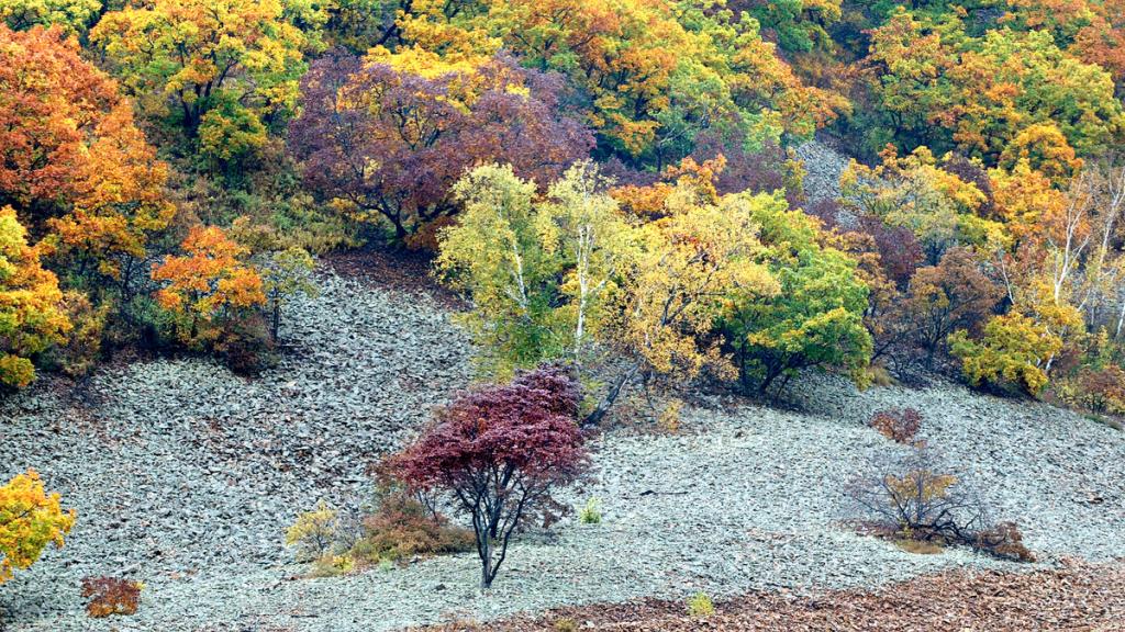 Trees in autumn colours in the Lazovsky State Nature Reserve