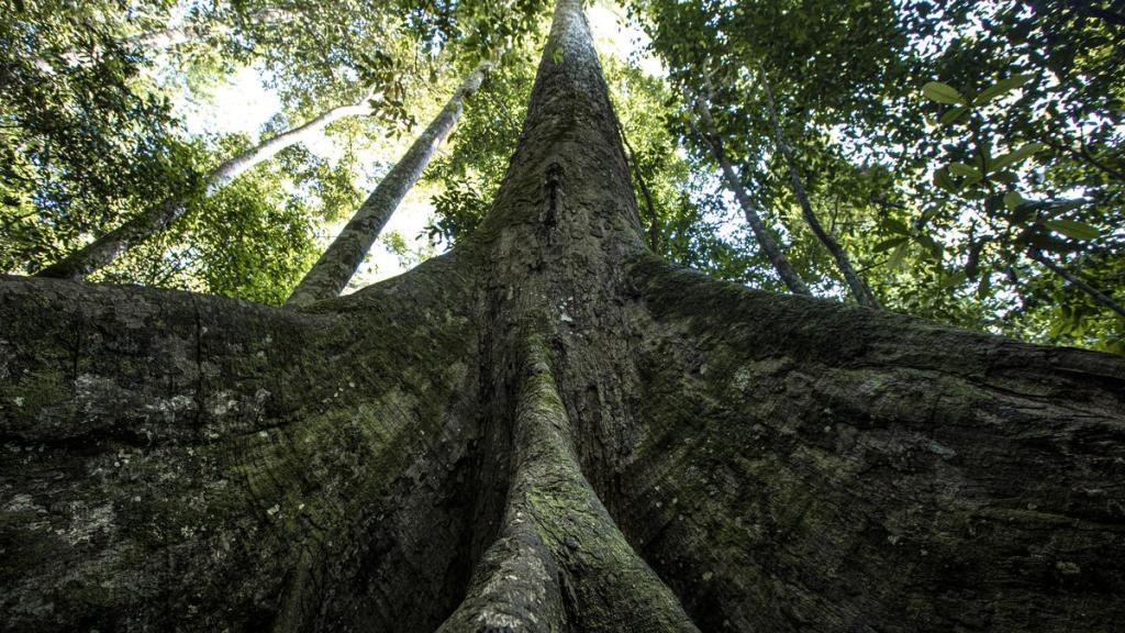 View of Yellow Meranti (Shorea faguetiana) the world’s tallest tropical tree in Tawau Hills Park, Sabah, Borneo, Malaysia.